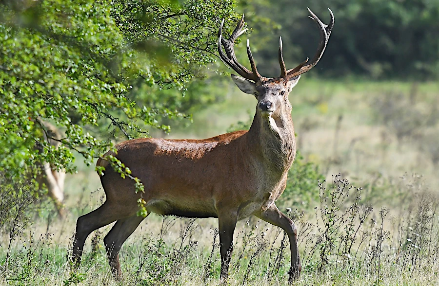 Red deer